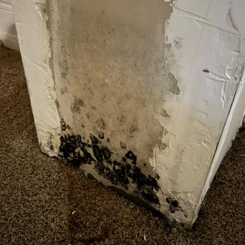 Professional Mold Removal in Johnson County, IL